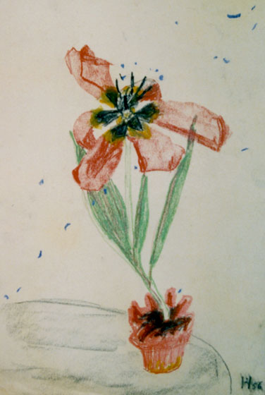 Tulip